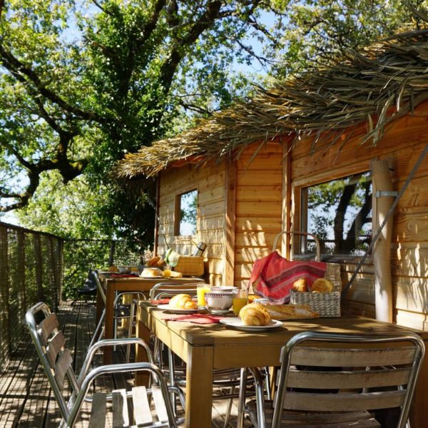 Whooper Swan Tree house Cantal